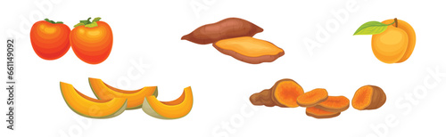 Fresh Orange Organic Fruit and Garden Cultivar Vector Set