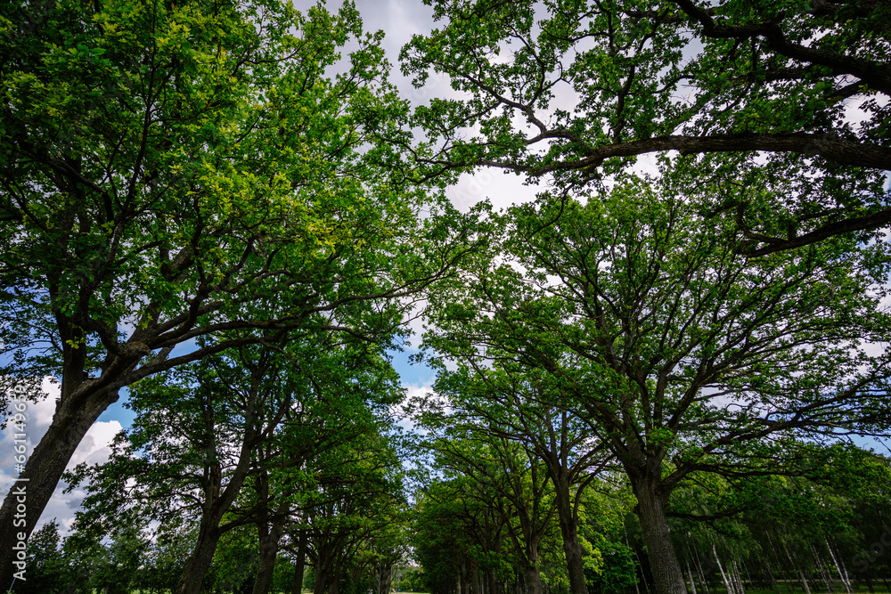 Amidst a grand oak alley, a landscape road is lined with lush green trees, providing a captivating view of the summer foliage when observed from below.
