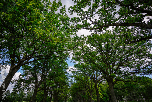 Amidst a grand oak alley, a landscape road is lined with lush green trees, providing a captivating view of the summer foliage when observed from below.