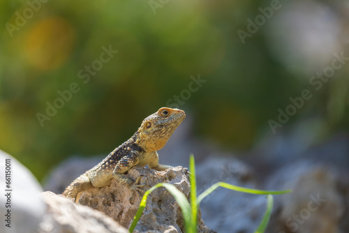 A large wild lizard on a rock. © Roman Bjuty