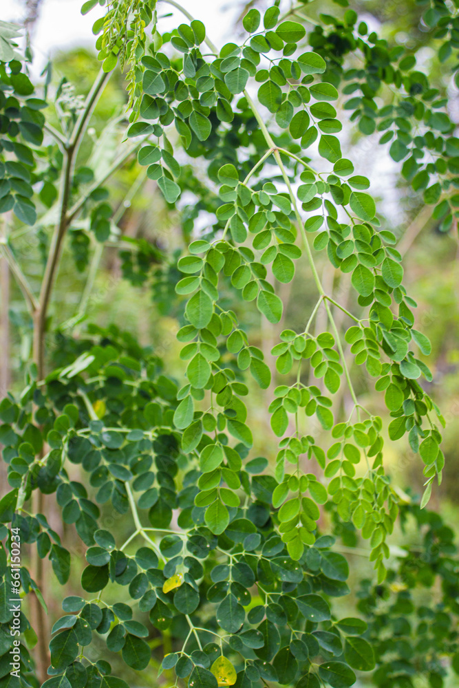 Fresh Moringa green leaves. Moringa oleifera leaves or daun kelor with natural soft background for copy space. the moringa tree leaves background