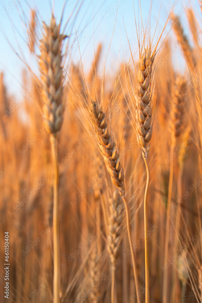 Ears of golden wheat close up. Wheat field under blue sky. Autumn harvest concept background. Vertical orientation Ears of golden wheat close up. Wheat field under blue sky. Autumn harvest concept background. Vertical orientation