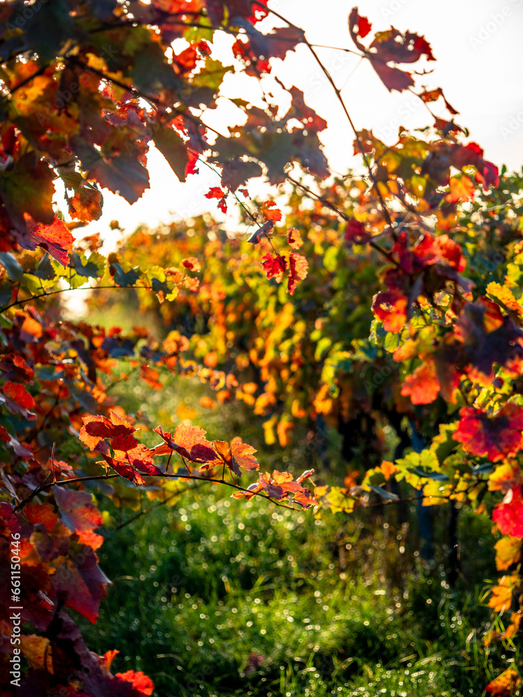 Herbstlich gefärbtes Weinlaub am Weinstock Herbstlich gefärbtes Weinlaub am Weinstock