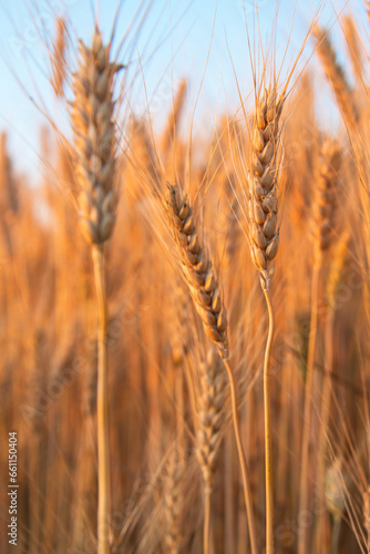 Ears of golden wheat close up. Wheat field under blue sky. Autumn harvest concept background. Vertical orientation