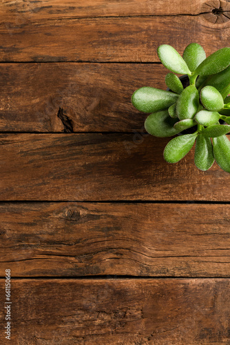 Small succulent on rustic wooden background. Top view