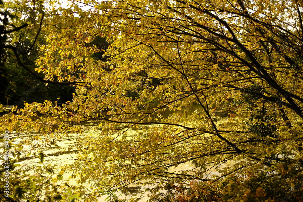 Automne au Bois de Boulogne, Paris, France Automne au Bois de Boulogne, Paris, France
