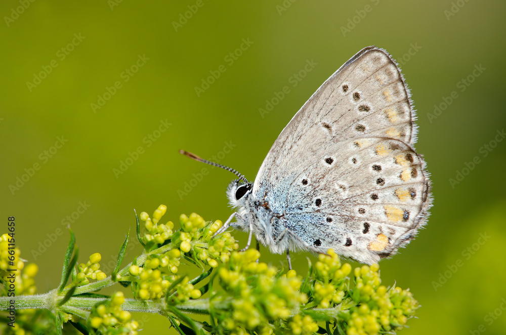 Wing underside view of male Anatolian Zephyr Blue (Plebejus modicus) Wing underside view of male Anatolian Zephyr Blue (Plebejus modicus)