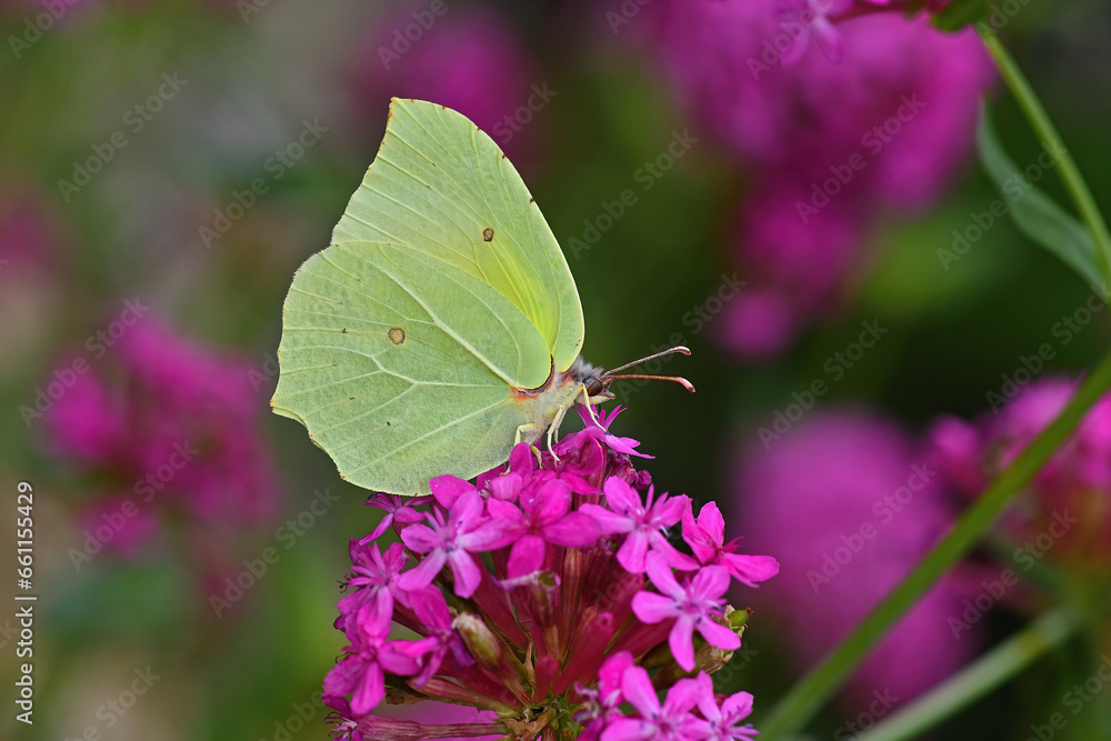Common Brimstone (Gonepteryx rhamni) butterfly foraging on Silene compata flowers Common Brimstone (Gonepteryx rhamni) butterfly foraging on Silene compata flowers