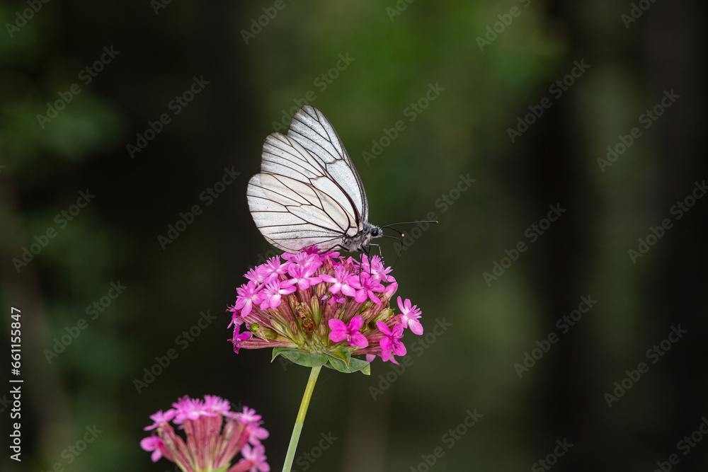 Naklejka premium Black veined White butterfly veins, on purple flower, close-up of a white butterfly in nature, focus on foreground, black background.