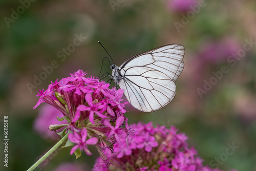 Black veined White butterfly veins, on purple flower, close-up of a white butterfly in nature, focus on foreground, black background.
