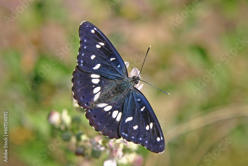 Southern White Admiral butterfly - Limenitis reducta, beautiful colorful butterfly from European meadows and grasslands.