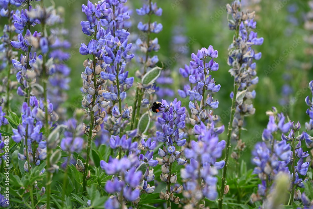 Obraz premium Purple Lupine wildflowers in the Tahoe National Forest.