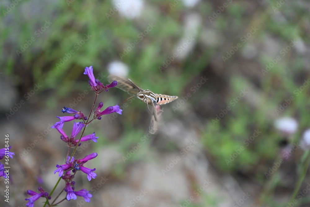 Hummingbird Moth, AKA Hawk Moth on a purple flower in Tahoe National Forest. Hummingbird Moth, AKA Hawk Moth on a purple flower in Tahoe National Forest.