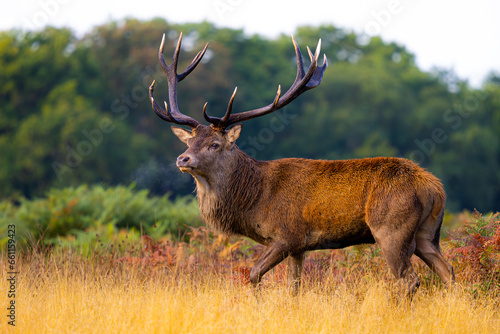 Red deer in Richmond Park London photo