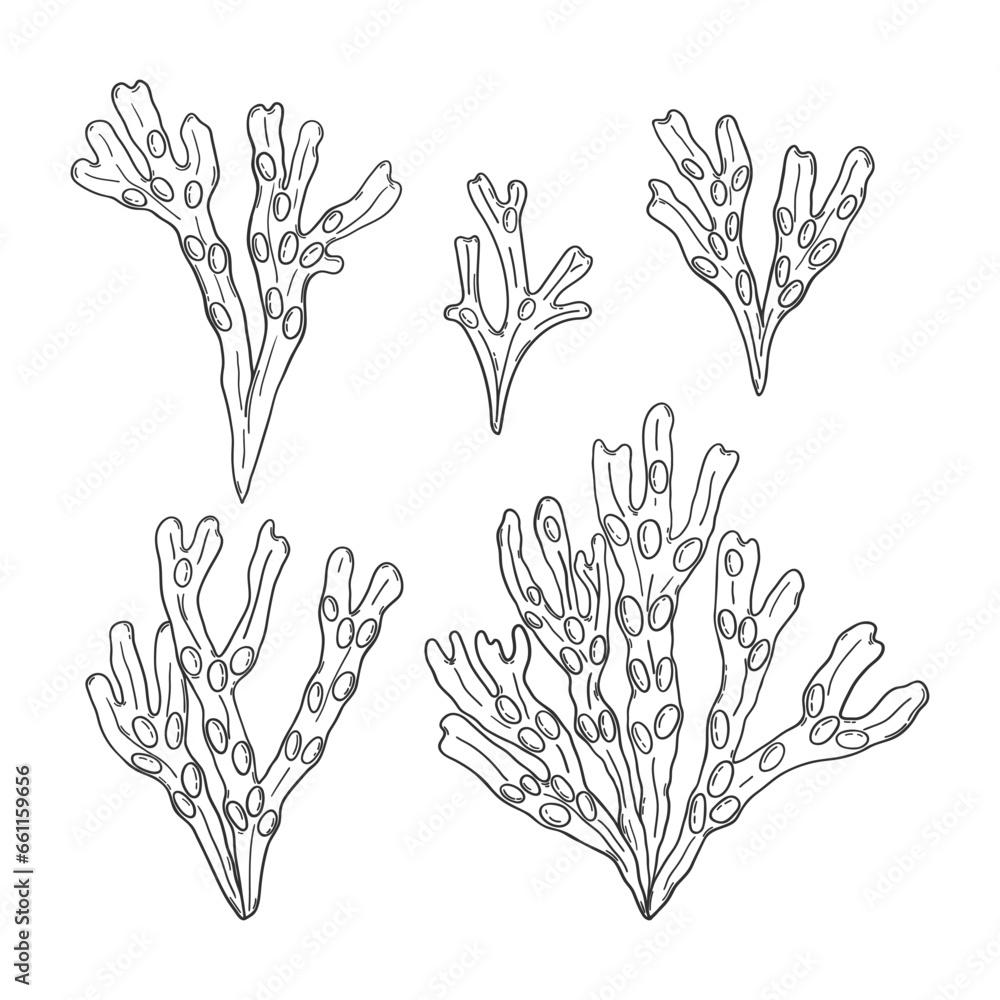 Hand drawn fucus algae set Hand drawn fucus algae set