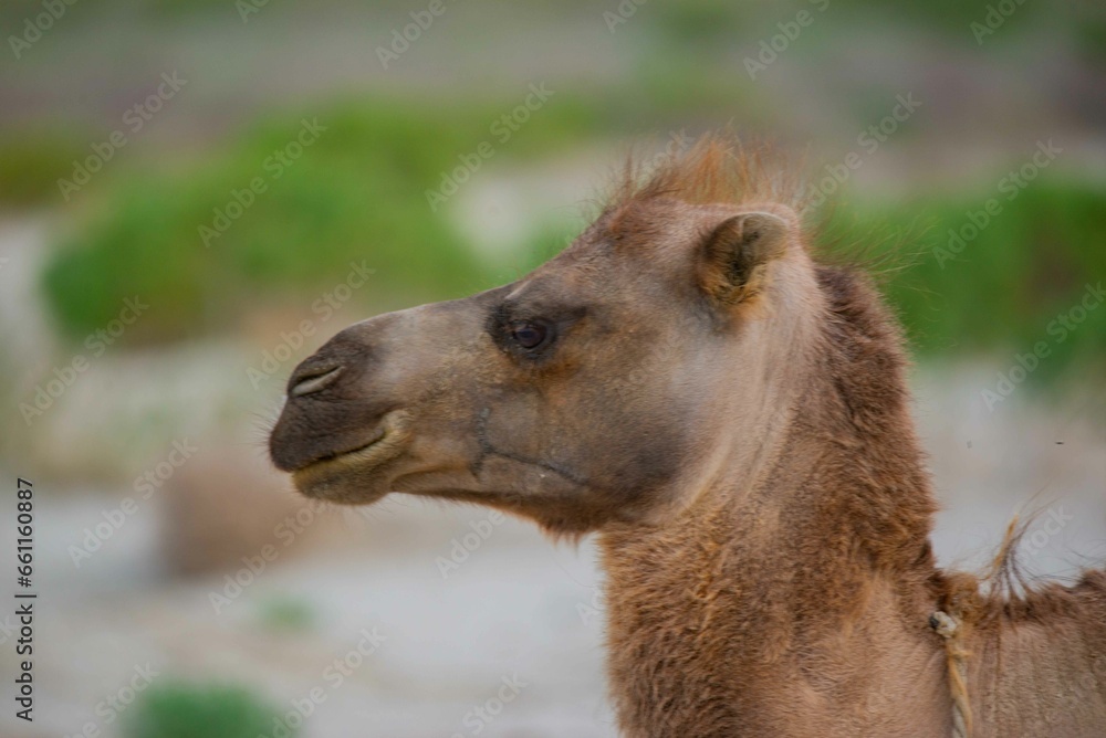 The camel's face is beautiful in a two-humped camel