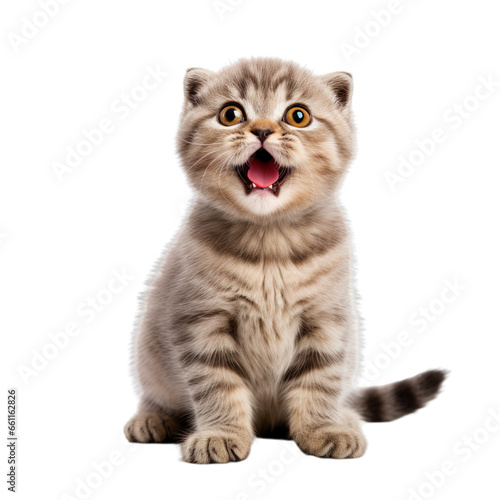 Front view close up of Scottish Fold kitten isolated on a white transparent background