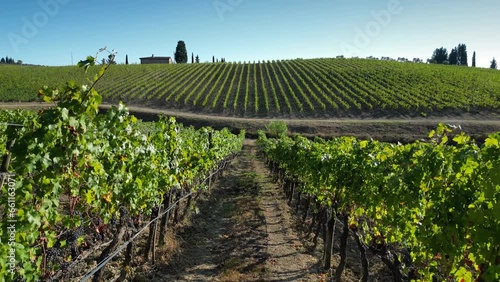 Flight between the rows of vineyards in Italy in the Chianti Classico area on the hills near Florence. Rows of Italian vineyards. Red grapes on vineyard rows, Tuscany. Italy.
