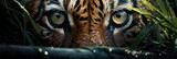 An in-depth view of the close-up, piercing stare of a tiger