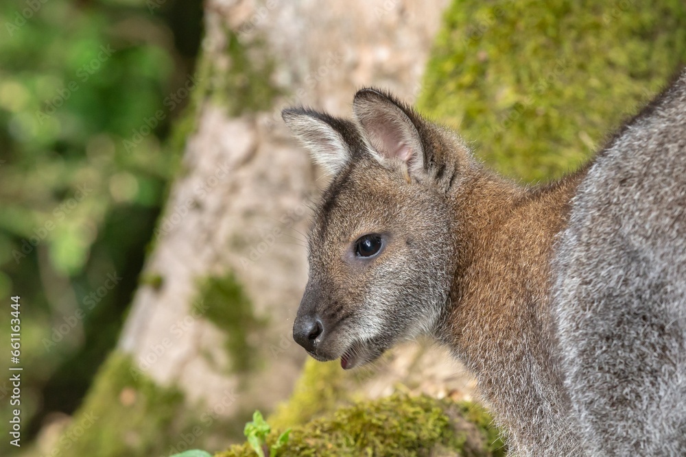 Jeune Wallaby découvre le monde Jeune Wallaby découvre le monde