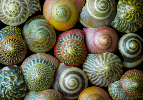 Macro of Pearl Umbonium gastropod seashells, commonly known as button top shells. Found in the Indo-Pacific region. Each shell is about 5-6 mm across..