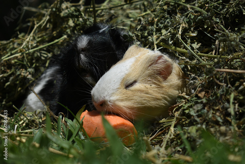 guinea pig pair mate cute pet animal animals cavy eating carrot