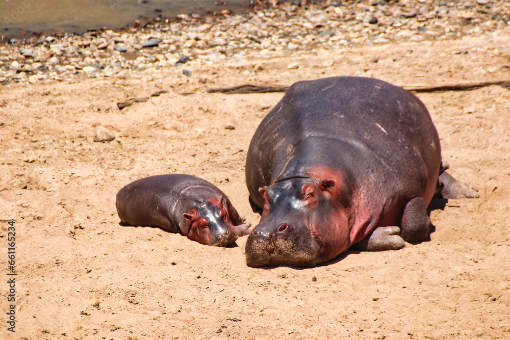A Hippopotamus and her baby enjoy the sun on a sandbank in the Mara river in Maasai Mara game reserve, Kenya, Africa A Hippopotamus and her baby enjoy the sun on a sandbank in the Mara river in Maasai Mara game reserve, Kenya, Africa
