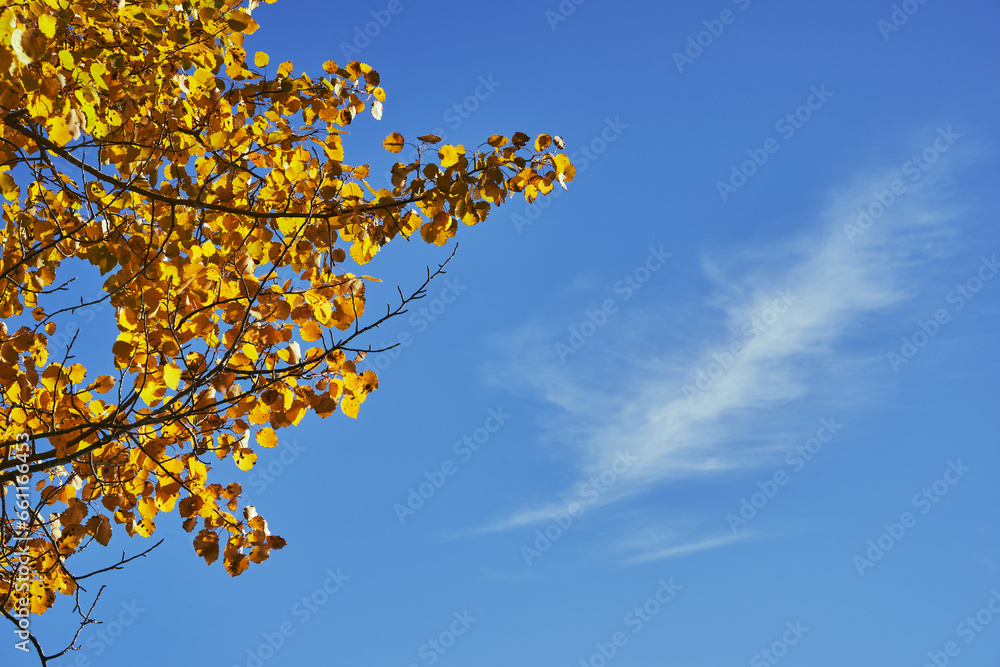 Aspen tree shot by the Einafjorden Lake, Toten, Norway, in fall. Aspen tree shot by the Einafjorden Lake, Toten, Norway, in fall.