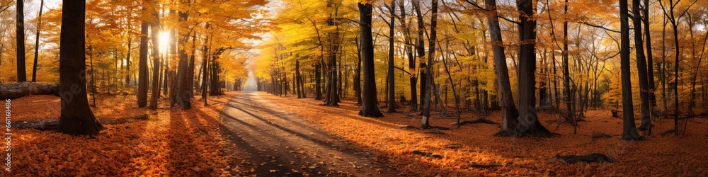 Obraz premium autumn forest with orange leaves and large trees.