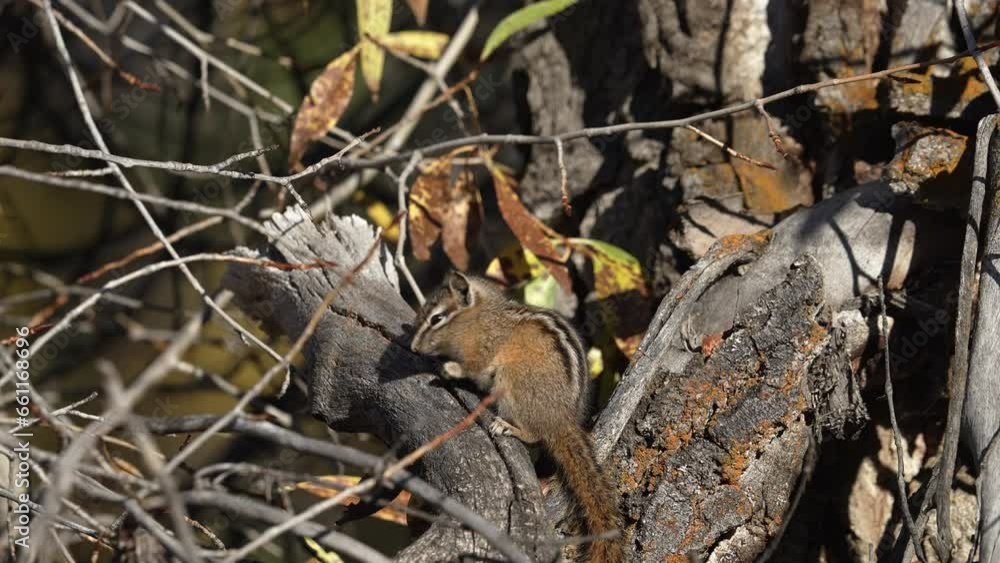 Chipmunk grooming itself while sitting on a tree in Wyoming in the sunshine.