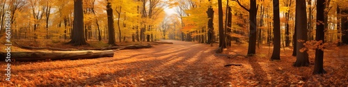 autumn forest with orange leaves and large trees.