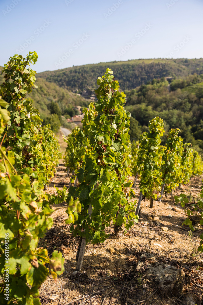 Vignoble près du village de Malleval, dans l’appellation Côtes-du-Rhône, sur un coteau très abrupte