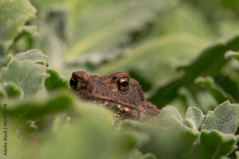 Obraz premium Toad in the garden on a green background.