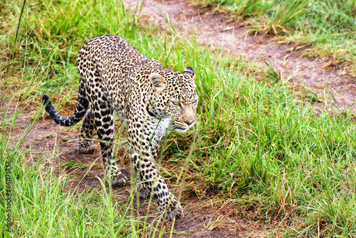 A Young Leopard on the safari trails in Maasai Mara game reserve  Kenya  Africa