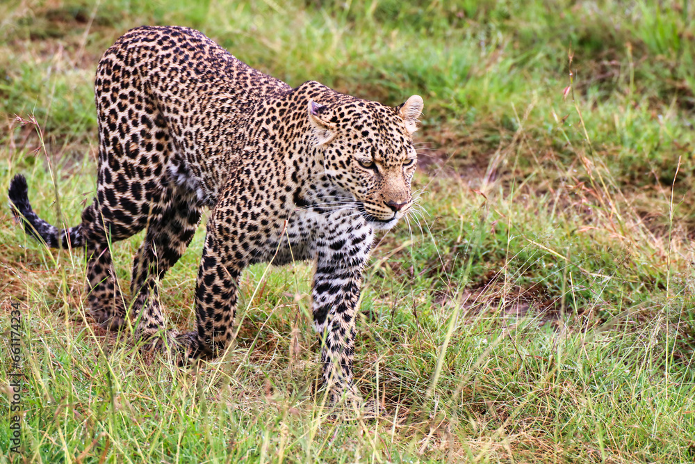 A Young Leopard on the safari trails in Maasai Mara game reserve, Kenya, Africa A Young Leopard on the safari trails in Maasai Mara game reserve, Kenya, Africa