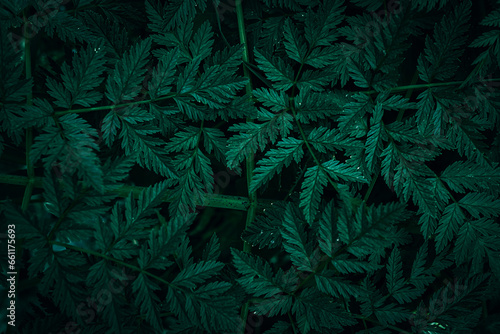 Dark green Poison Hemlock leaves pattern texture