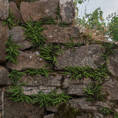 Asplenium trichomanes - Maidenhair spleenwort - Capillaire des murailles photo