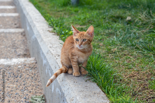 Stray cat in Thessaloniki city, Greece
