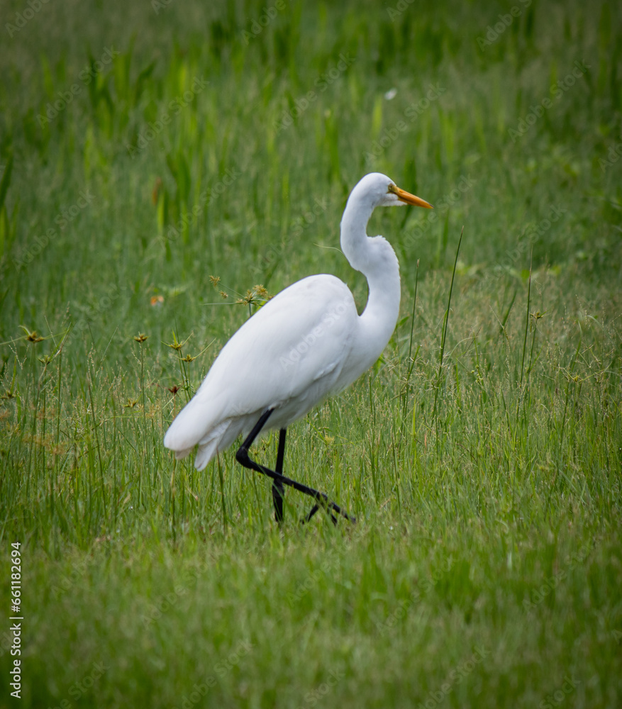 Great White Egret with long black legs, walking in grassy meadow. Great White Egret with long black legs, walking in grassy meadow.