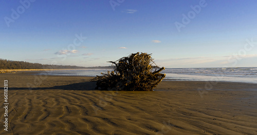 washed up tree on the beach