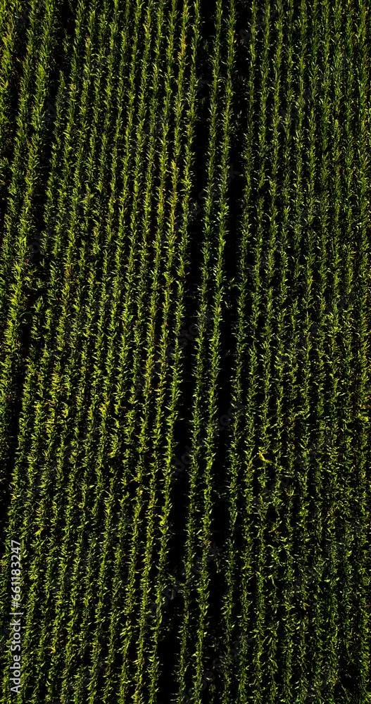 aerial drone flight over a corn field with a great pattern aerial drone flight over a corn field with a great pattern