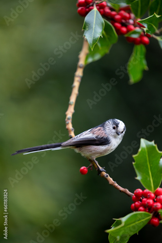 Long Tailed Tit (Aegithalos caudatus) perched in the branch of a holly tree - Yorkshire, UK in Autumn