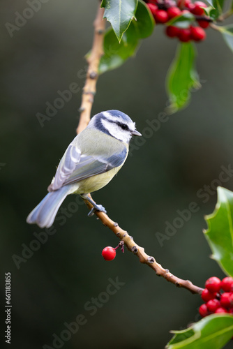 Blue Tit (Cyanistes caeruleus) perched in the branch of a holly tree - Yorkshire, UK in Autumn