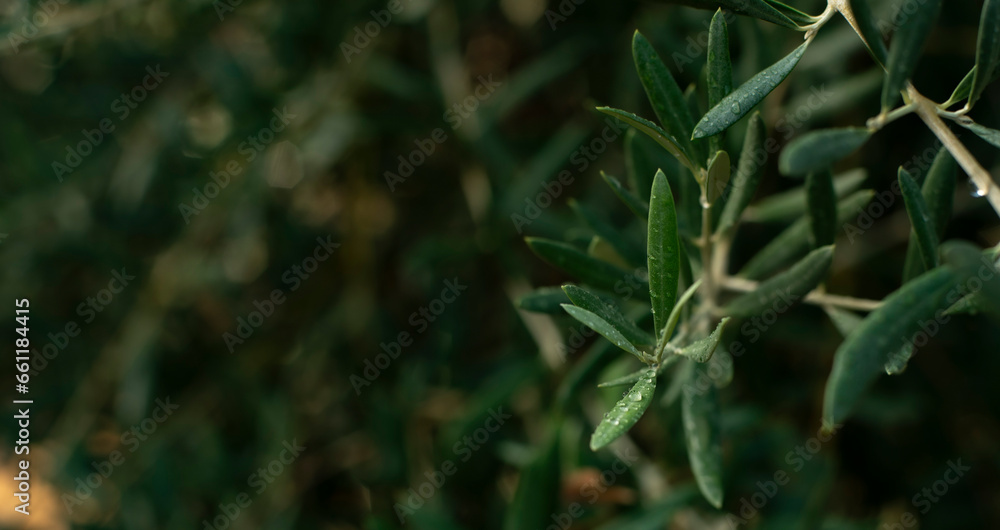 Mediterranean Olive tree in the season Spain