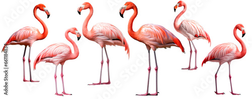 Set with pink tropical bird flamingoes, isolated, generative ai © Viktoriia Protsak