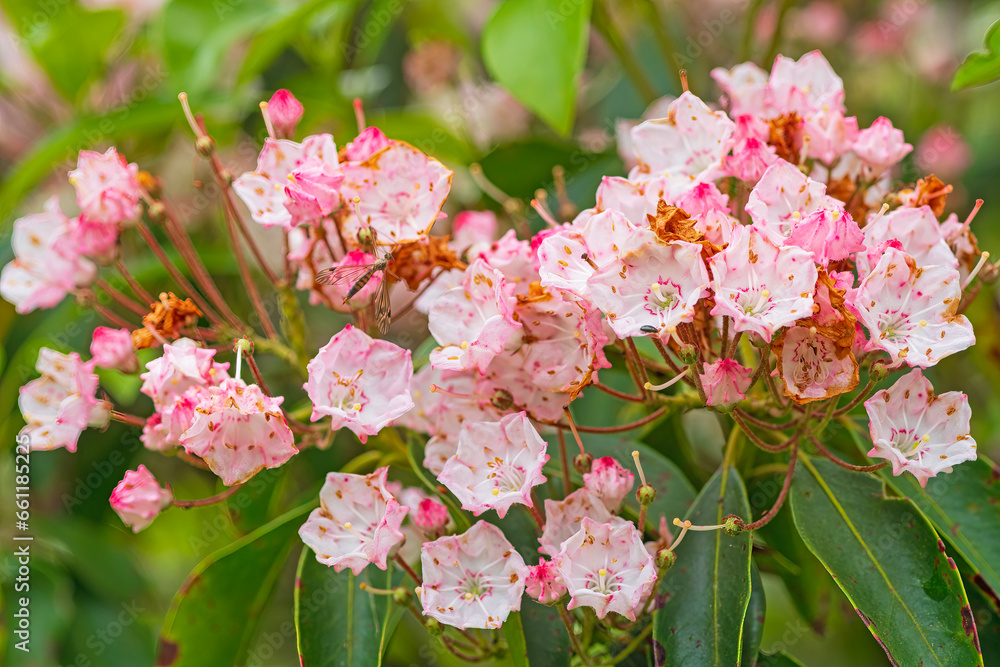 Mountain Laurel Complete With Insect Friends