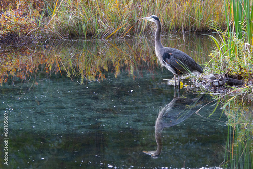 Heron at the marsh