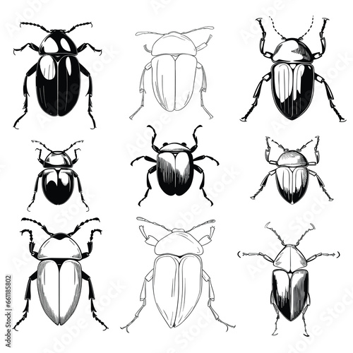 Hand Drawn Sketch Beetles Illustration Set © MstNasrinAktar