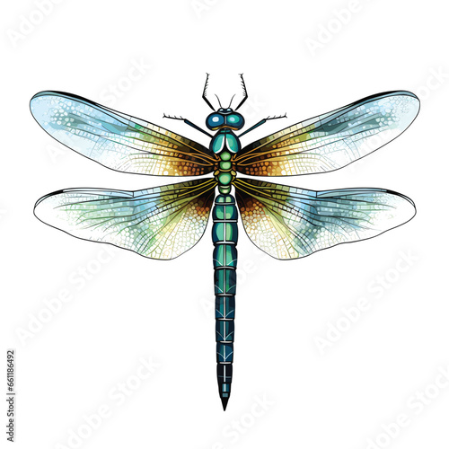 Hand Drawn Flat Color Dragonfly Illustration
