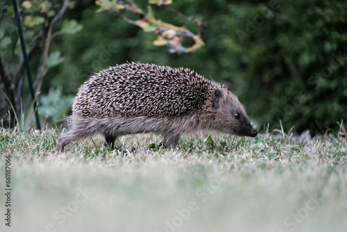 Garden Hedgehog
